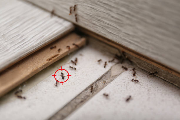 Best Cockroach Control Services  in Brookland, AR